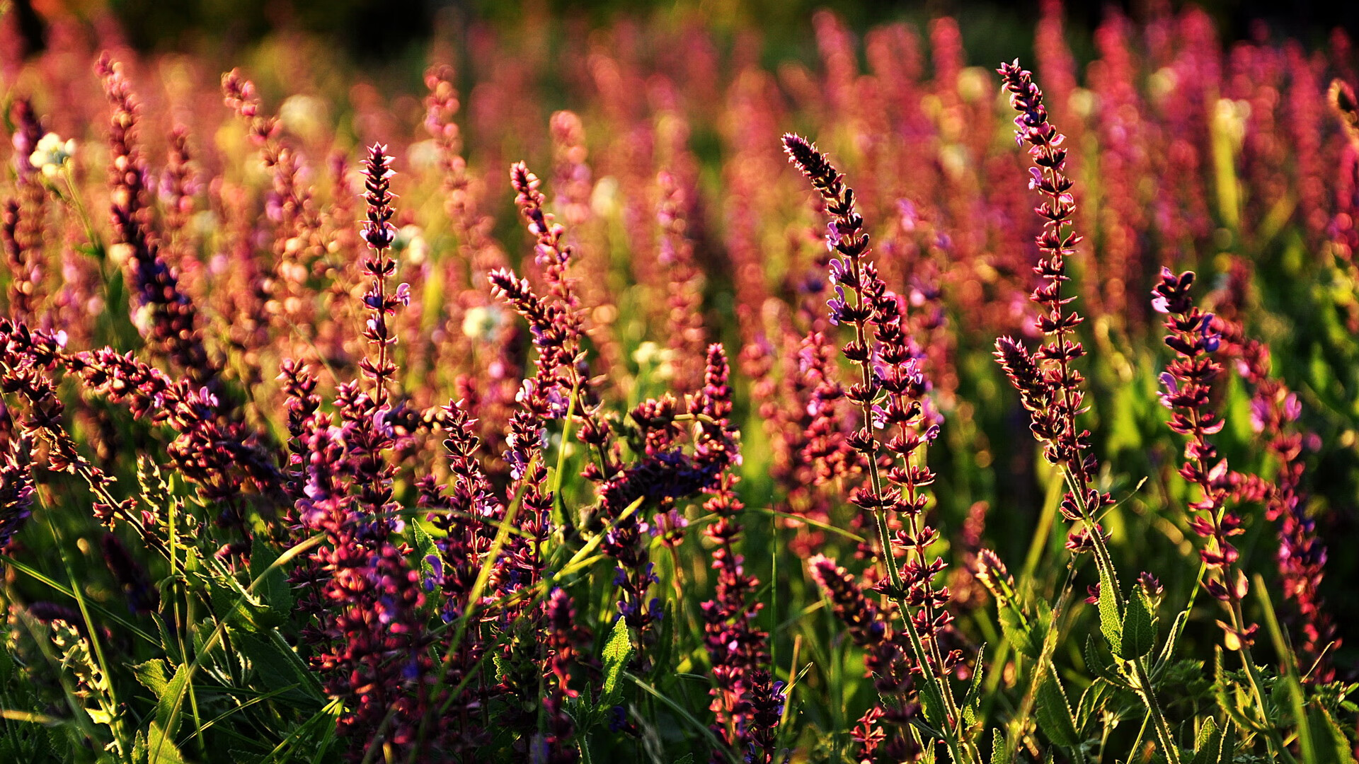 史上最伟大的球员组合：“王者之师”的全貌揭秘，王者之师游戏攻略