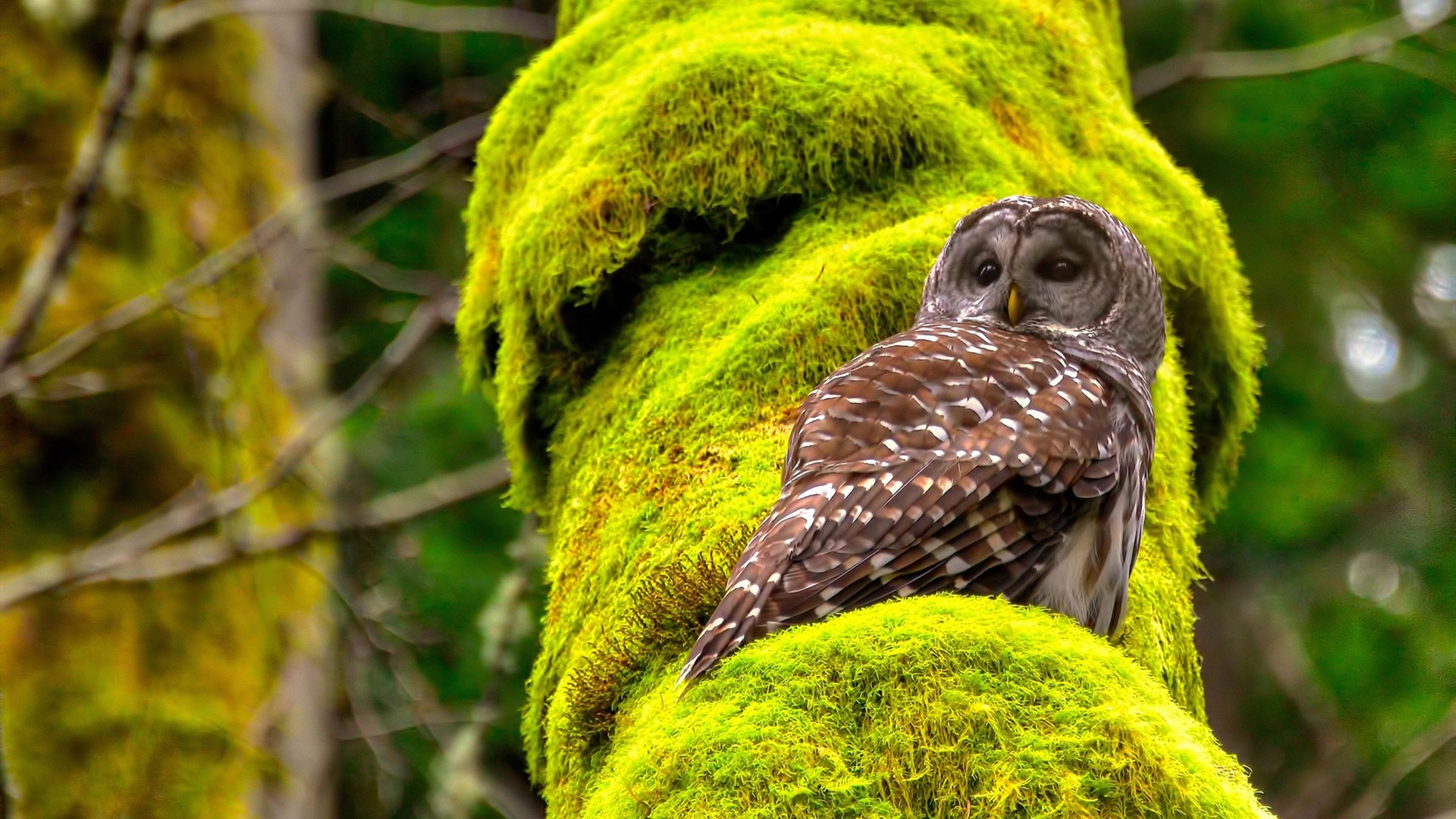 奥利·沃特金斯因伤退出英格兰国家队，奥利瓦特金斯